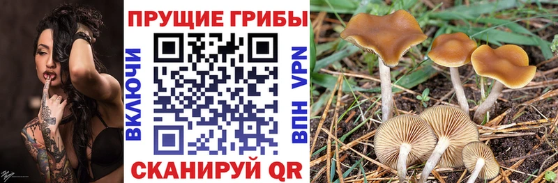где можно купить наркотик  Зверево  Галлюциногенные грибы ЛСД 